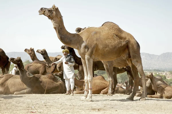 Řidič velbloudů v poušti rajasthan Stock Obrázky