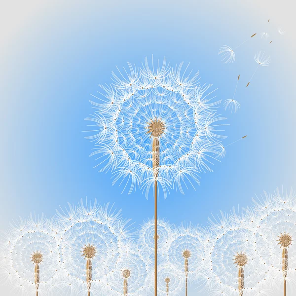 stock vector Dandelions