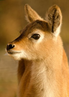 Young fallow deer clipart