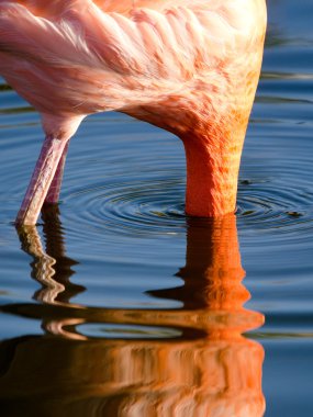 pembe flamingo