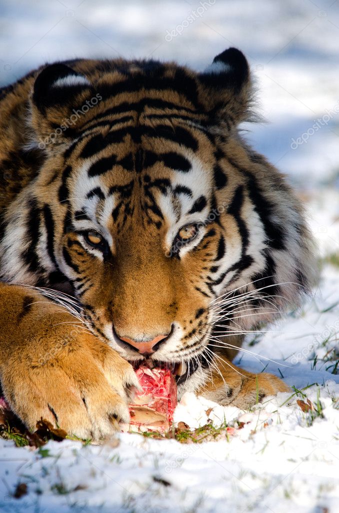 Tiger eats raw meat