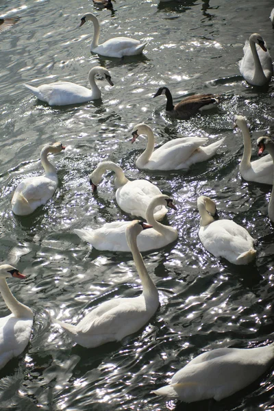 Cisnes, muitos — Fotografia de Stock