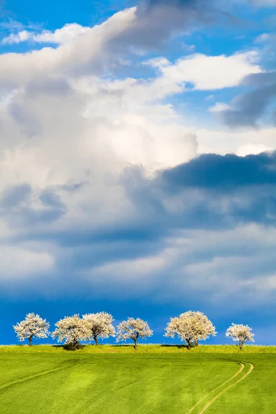 Trees and sky — Stock Photo, Image