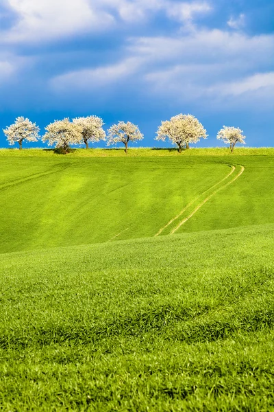 Felder und Bäume — Stockfoto
