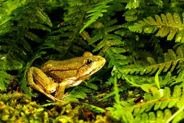 stock image Frog green