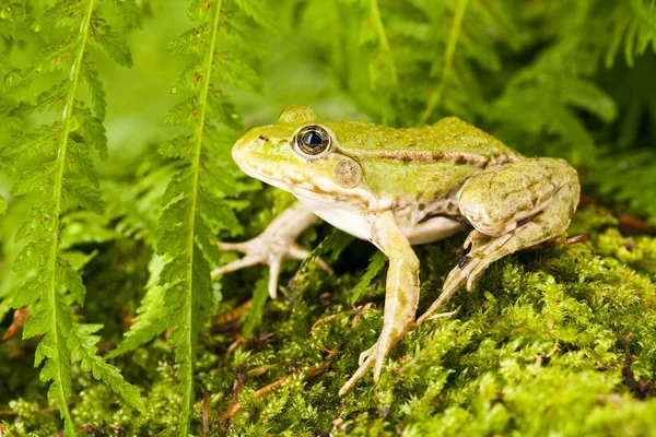 stock image Frog green