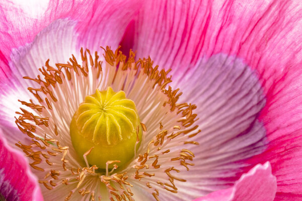 Pistil detail and pink flower petals blossoming poppy