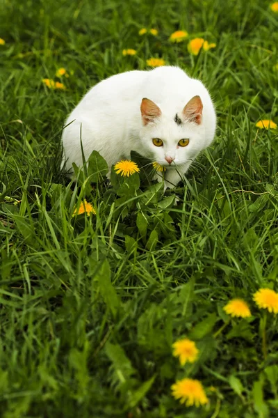 Blanco cat _ 1 —  Fotos de Stock