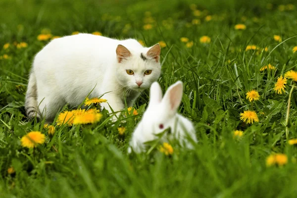 Witte kat, witte konijn — Stockfoto