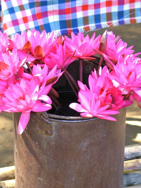 stock image Flowers in pot