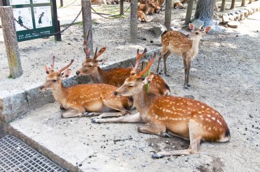 geyik nara Tapınağı içinde Japonya