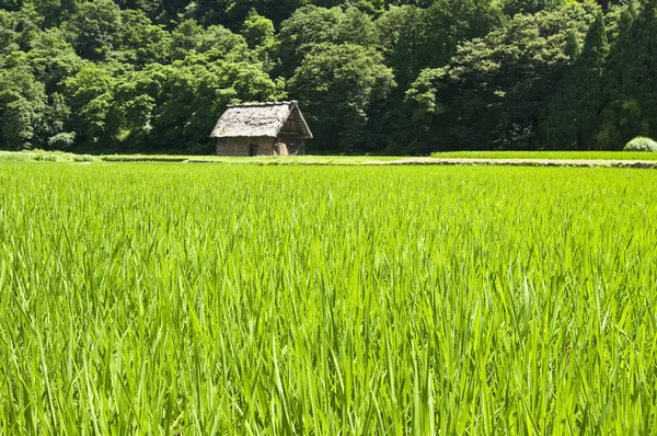 stock image Green prairie home