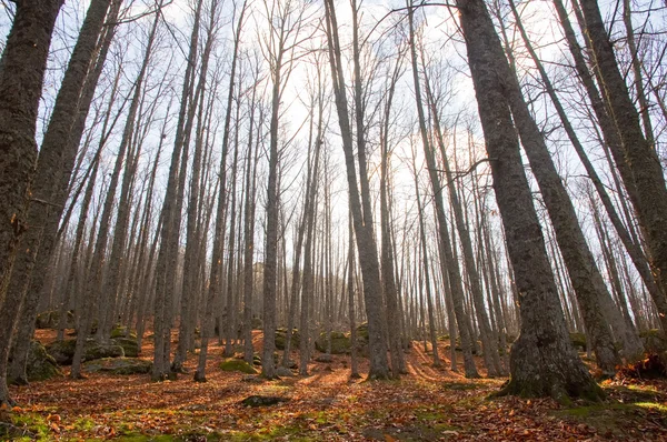 Kışın orman — Stok fotoğraf