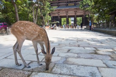 geyik nara Tapınağı içinde Japonya