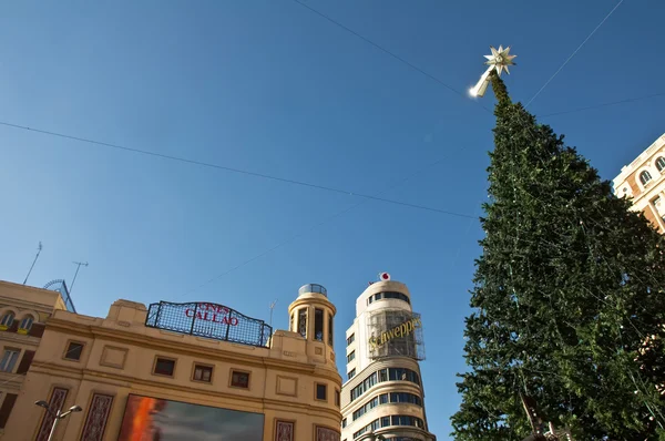 Christmas Tree Giant — Stock Photo, Image