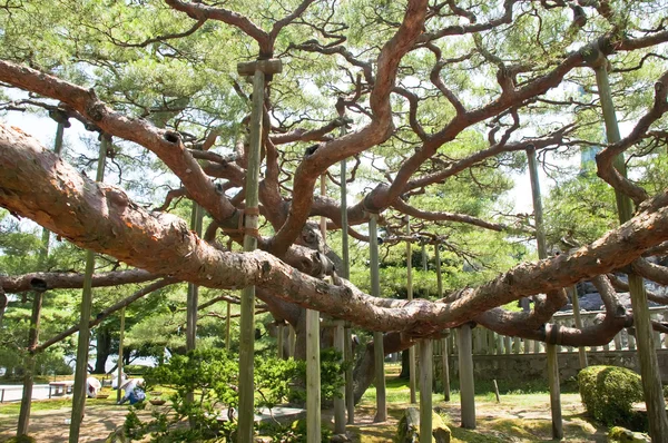 stock image Ancient tree