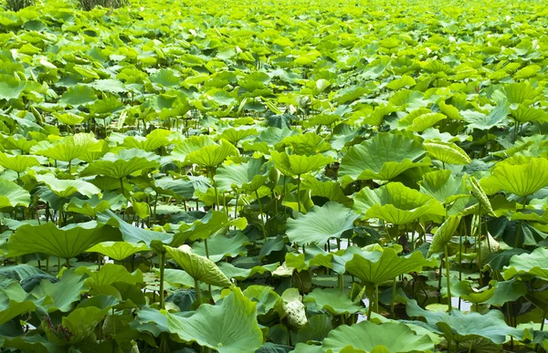 stock image Lotus leaves