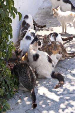 Cats on Samos clipart