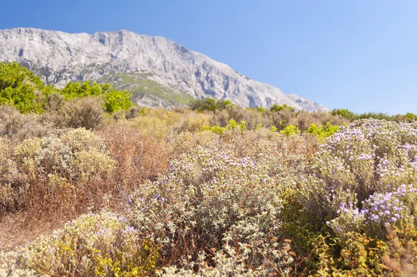 Landschap op samos — Stockfoto