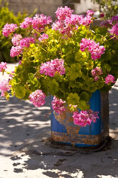 Flower bucket — Stock Photo, Image