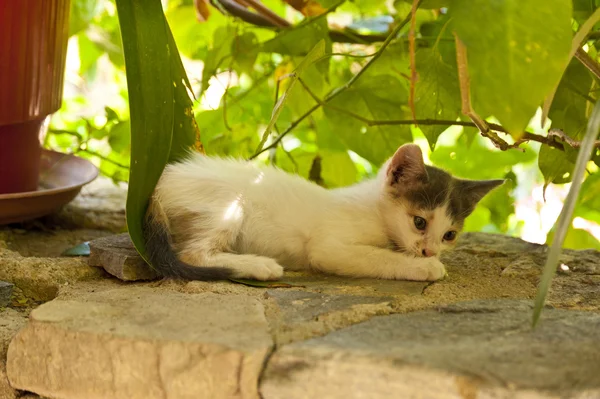 Kitten on Samos — Stock Photo, Image