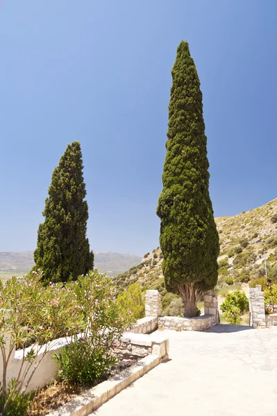 Cypress on Samos — Stock Photo, Image