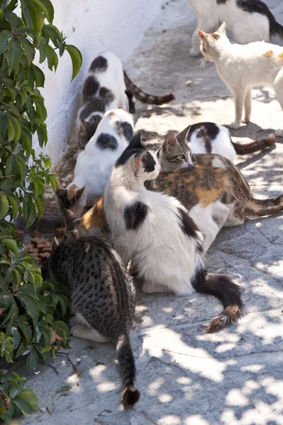 Cats on Samos — Stock Photo, Image