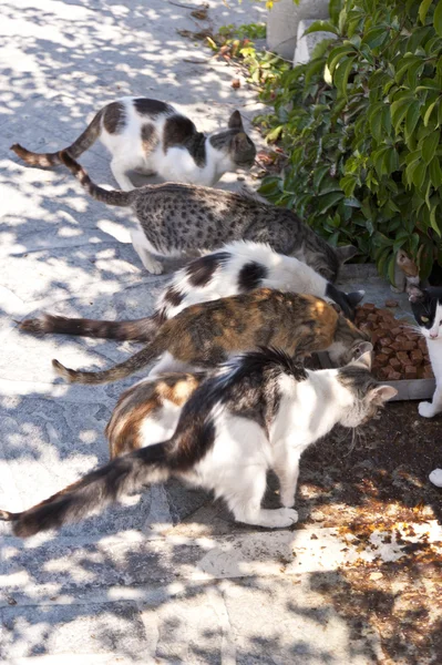 Gatos em Samos — Fotografia de Stock