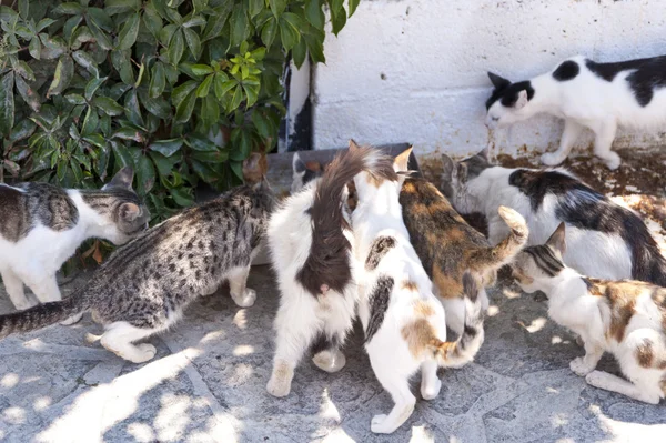 แมวบน Samos — ภาพถ่ายสต็อก