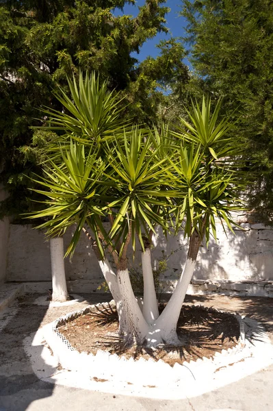 Palmträd på samos — Stockfoto