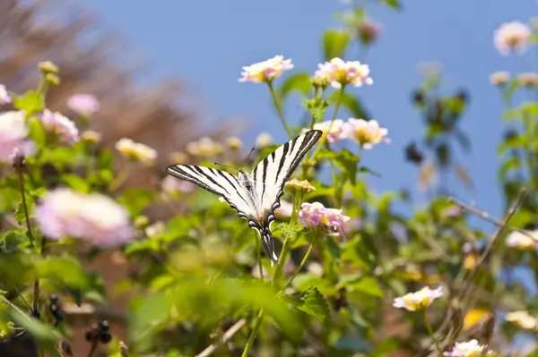 Papillon sur Samos — Photo