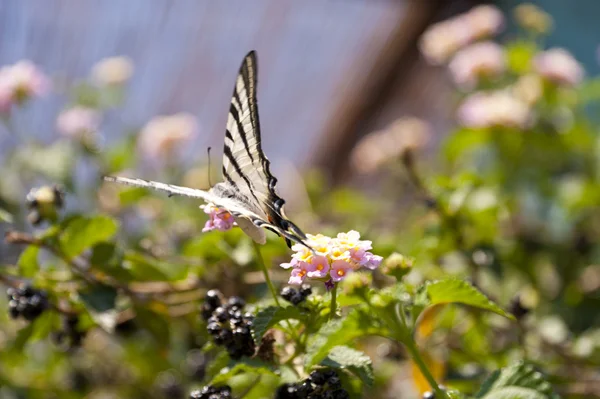 Papillon sur Samos — Photo