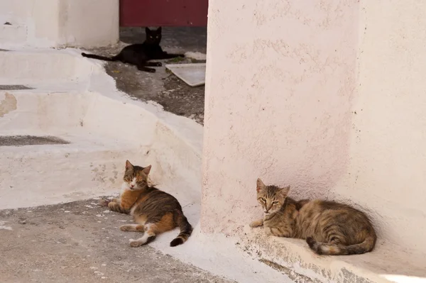 Cats on Samos — Stock Photo, Image
