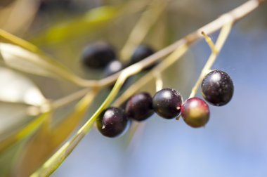 Olea Europaea