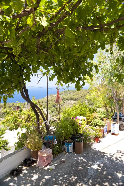Grape-vine on Samos — Stock Photo, Image