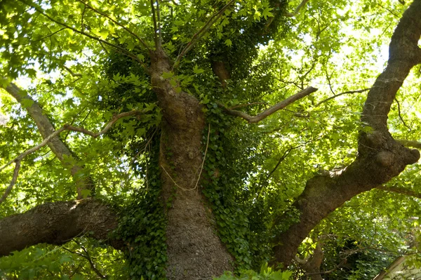 萨摩斯岛上的老树 — 图库照片