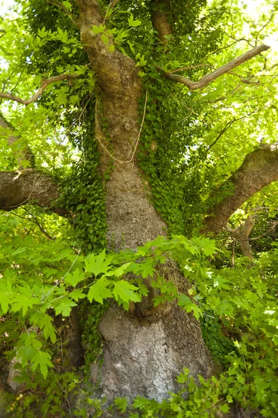 Viejo árbol en Samos — Foto de Stock