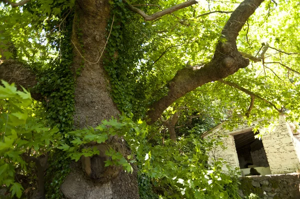 Árvore velha em Samos — Fotografia de Stock