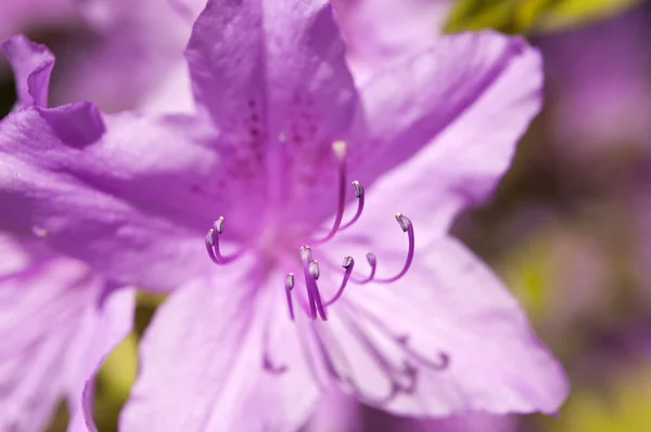 Rododendro — Foto Stock