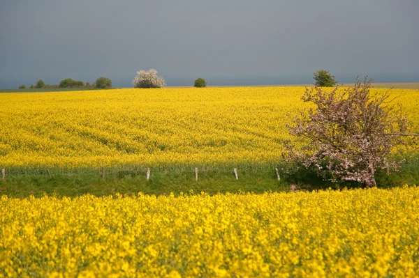 Rapsfrö — Stockfoto