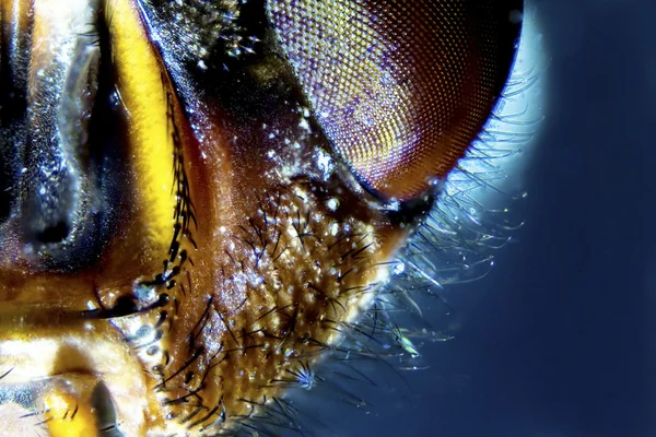 Microphoto: Bir sineğin ayrıntı — Stok fotoğraf