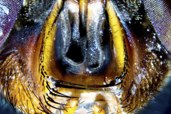 Microfoto: Detalhe de uma mosca — Fotografia de Stock
