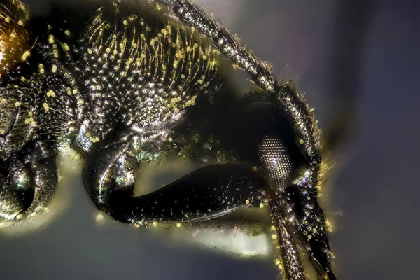 stock image Beetle