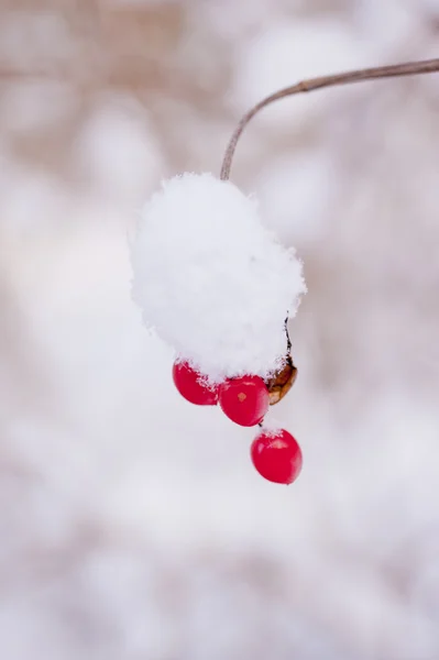 多雪的冬天 — 图库照片