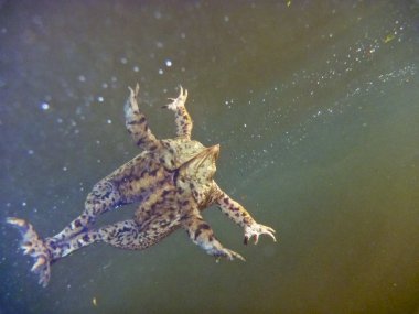 Sıradan kurbağa Bufo bufo