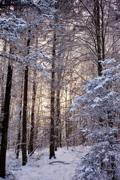 Inverno nevoso — Foto Stock