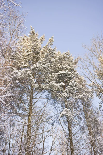 雪の冬 — ストック写真