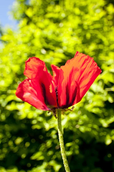Cole się kwiatu maku — Zdjęcie stockowe