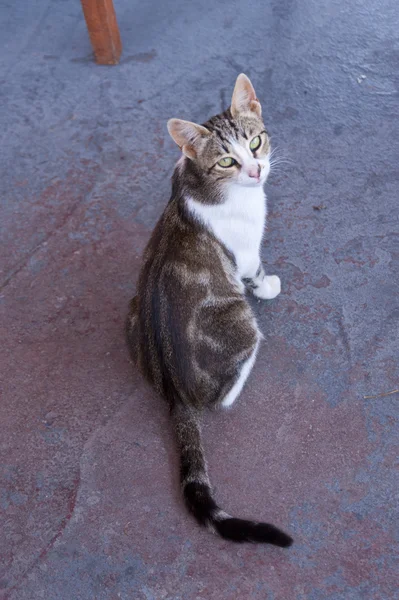 Gato em Samos — Fotografia de Stock