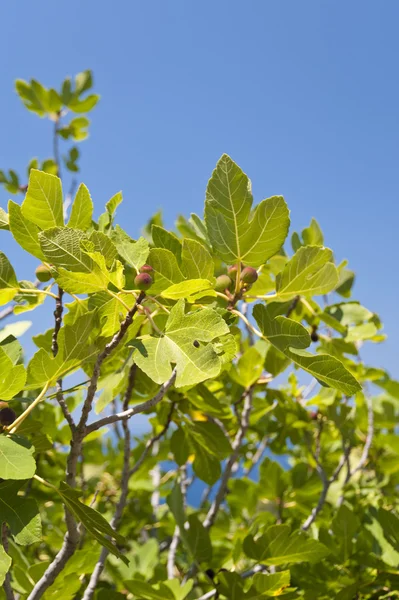 Fig Tree — Stock Photo, Image